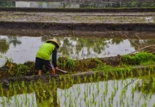 Strategi KDKMP Dinilai Harus Berbasis Potensi Ekonomi Desa