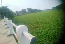 Hamparan Eceng Gondok Tutupi Aliran Sungai Waduk Bojongsari