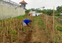 Warga Binaan Lapas Indramayu Belajar Bangkit lewat Pertanian
