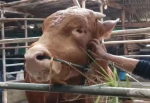 Sapi Kurban Presiden asal Kuningan Berbobot 1,08 Ton