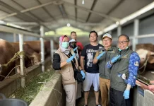 Diskanak Kuningan Pastikan Sapi Kurban Presiden Sehat