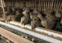 Cara Sukses Ternak Burung Puyuh untuk Pemula