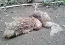 Jenis - Jenis Penyakit pada Burung Puyuh
