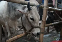 Tips Memilih Hewan Kurban Sehat dan Sesuai Syariat Idul Adha