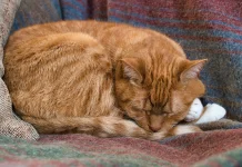 Posisi Tidur Kucing Bisa Menunjukkan Perasaannya