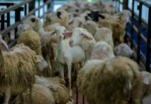 Pastikan Kesehatan, DKP3 Cirebon Sisir Ratusan Lapak Hewan Kurban