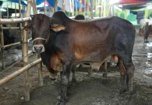 Salat dan Kurban, Sarana Umat Islam Melawan Nafsu Dunia
