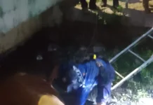 Damkar Indramayu Evakuasi Sapi Kurban Terperosok ke Parit