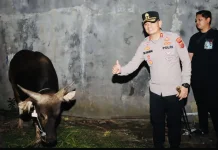 Sapi Kurban Kapolri Sampai  di Cirebon, Kapolres Cirebon Kota Langsung Cek Kondisi