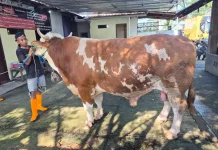 Distan Siapkan Sapi Bantuan Presiden untuk Iduladha 1447 H di Kabupaten Cirebon