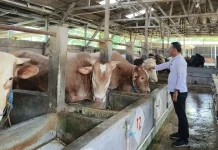 Distan Kabupaten Cirebon Periksa 11.727 Hewan Kurban Jelang Iduladha 1447 H