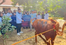 PNM Tebar Kurban, Warga Desa Dapat Daging Sapi