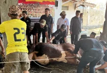 Prabowo Sumbang Sapi, Gerindra Kuningan Tebar 2.000 Kurban