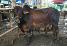 Kota Cirebon Kembali Terima Bantuan Sapi Kurban Presiden