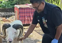 Warga Tak Perlu Khawatir, Hewan Kurban di Kota Cirebon Dipastikan Sehat