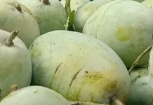 Keragaman Varietas Mangga Indramayu Perlu Dilindungi Perda