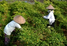 Distan Kabupaten Cirebon Tambah Pasokan Cabai dan Bawang Dukung KOSPI