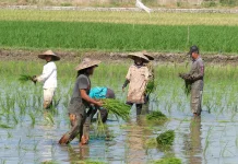 Petani Lokal Cirebon Diarahkan Dukung Pasokan Pangan Program KOSPI