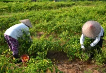 Pengaturan Pola Tanam Dinilai Penting Jaga Stabilitas Harga Pangan