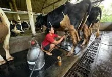 Beternak Sapi Perah Sumber Penghasilan yang Sangat Menjajikan
