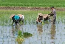 Petani Indramayu Khawatir Kekeringan, Pompanisasi Dinilai Belum Maksimal