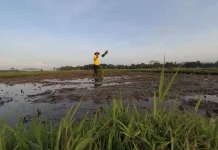 Produksi Padi Terancam Turun jika Pasokan Air Berkurang