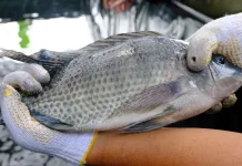 Jenis Makanan Ikan Nila agar Cepat Besar