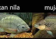 Ciri Ikan Nila yang Wajib Diketahui Mancing Mania