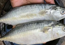 Manfaat Ikan Kembung untuk Kesehatan