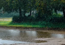 Petrichor: Nama Ilmiah Aroma Tanah yang Muncul setelah Hujan
