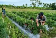 7 Cara Mudah Menanam Cabe agar Cepat Berbuah