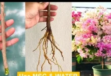 6 Tips Merawat Bougenville agar Rajin Mekar