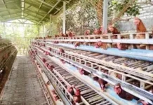 Modal Dana Desa, Peternakan Ayam di Kuningan Dongkrak Pangan Lokal