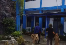 Satpol PP Indramayu Imbau Warga Waspada Monyet Liar