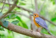Jenis Burung Kicau Paling 'Gacor' dan Rajin Bunyi