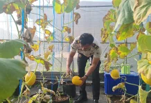 Lapas Kuningan Panen Melon Hasil Pembinaan Kemandirian Warga Binaan