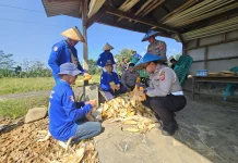Polantas Majalengka Tak Hanya Tertibkan Jalan, Kini Ikut Panen Jagung