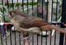 Perbedaan Paling Mencolok Burung Flamboyan Jantan dan Betina