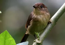 IRahasia Perawatan Burung Wergan Jawa agar Gacor