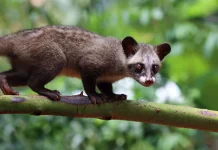Perbedaan Luwak, Musang, dan Garangan