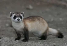 Jenis Musang yang Cocok dipelihara untuk Pemula