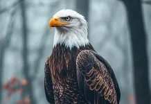 Inilah 8 Burung Paling Berbahaya di Dunia