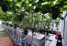 Melon Premium Kasturi, Cuan Desa dari Greenhouse Modern
