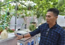 Tak Sekadar Manis, Melon Kasturi Punya Segudang Manfaat untuk Tubuh