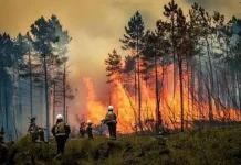 Hadapi Kemarau, Perhutani Purwodadi Perketat Patroli Hutan