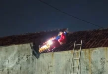 Damkar Indramayu Evakuasi Sarang Tawon Vespa di Rumah Warga