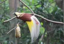10 Jenis Burung Cendrawasih