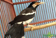Rahasia Perawatan Jalak Suren agar Sehat dan Gacor