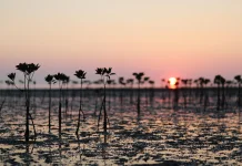 Penanaman Pohon & Mangrove Dinilai Beri Manfaat Kelestarian Alam