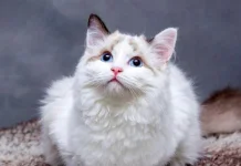 Inilah Makanan Kucing Anggora Terbaik dari Bahan Alami